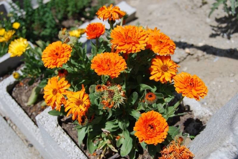 Календула